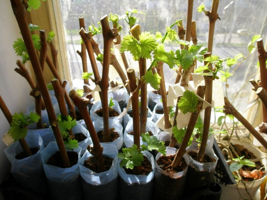 Хандон писта кучатлари