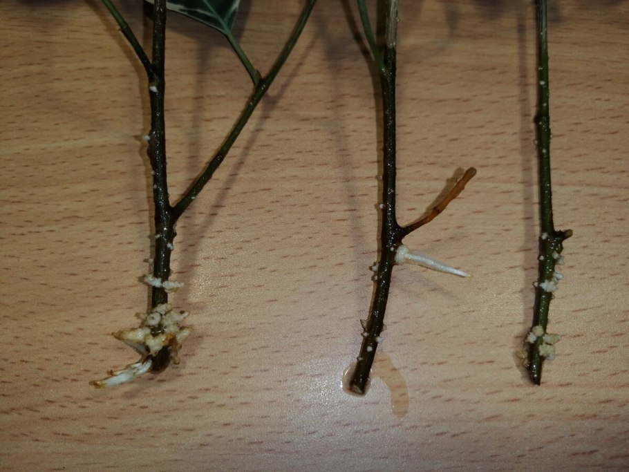 Кильчевание черенков туи