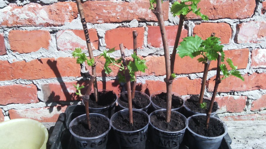 Посадка саженцев Чубуков винограда