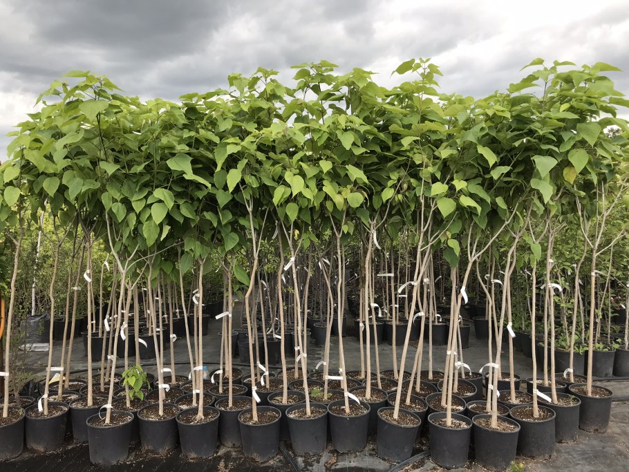 Посадка одревесневших черенков