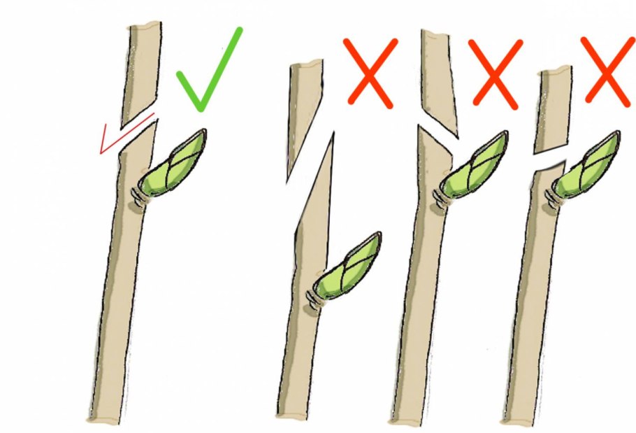 Размножение растений отводками и черенками