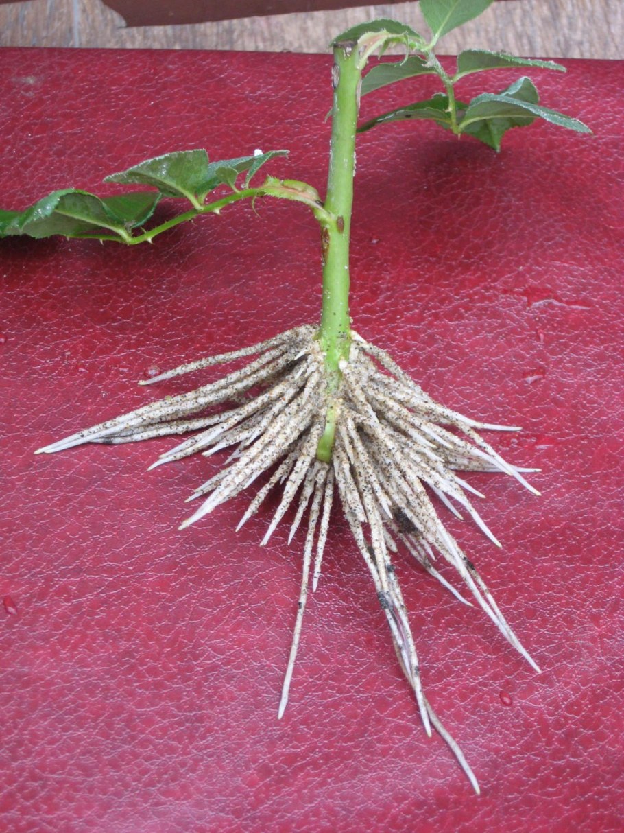 Ростки ореха лещины