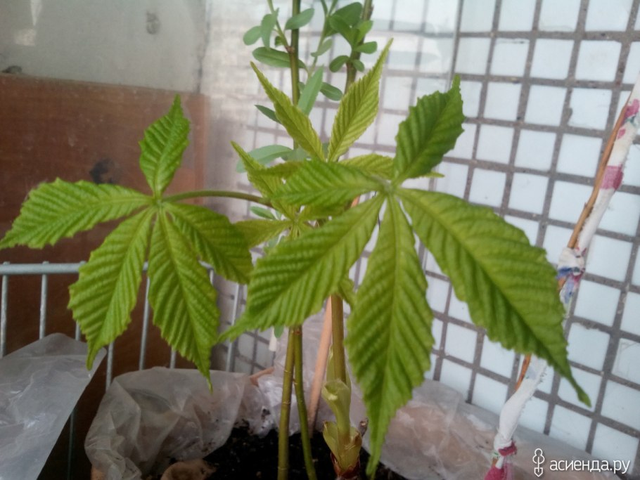 Черенкование каштана