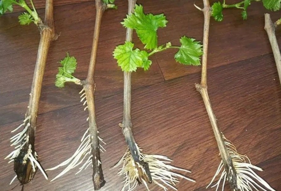 Саженец яблони с корнями