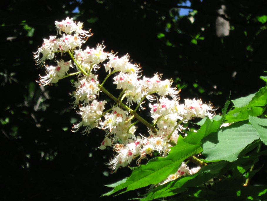 Вегетативное размножение это размножение семенами