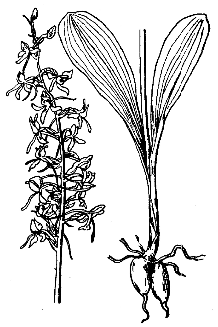 Platanthera bifolia