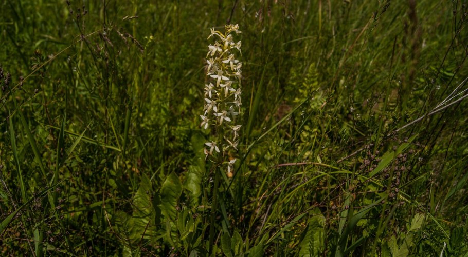 Любка двулистная (Platanthera bifolia)