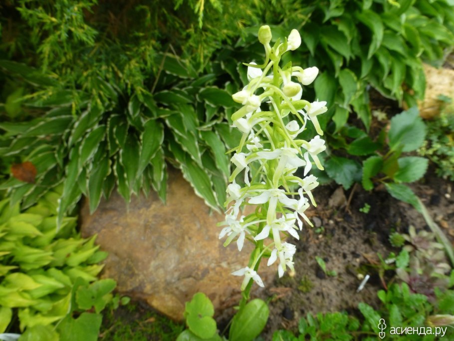 Цветок Любка двулистная