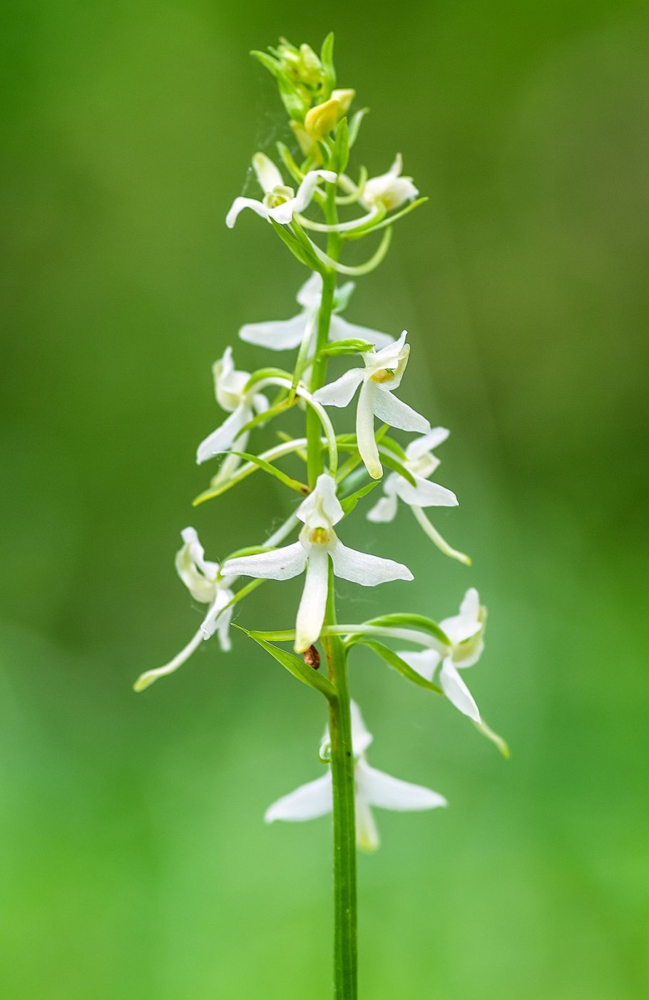 Platanthera tipuloides