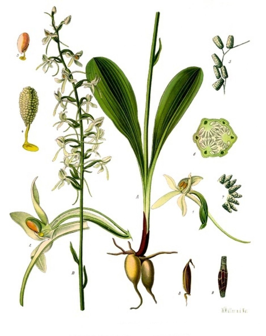 Любка зеленоцветковая — Platanthera chlorantha