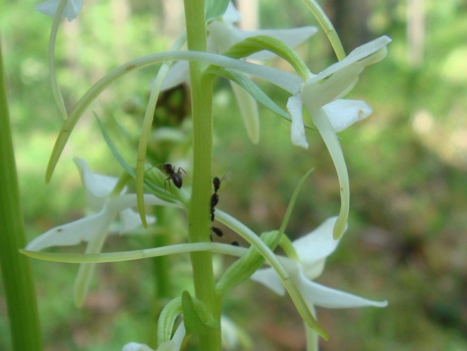 Любка ландышелистная