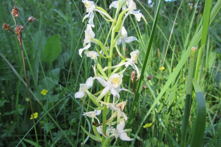 Северная Орхидея - Любка двулистная