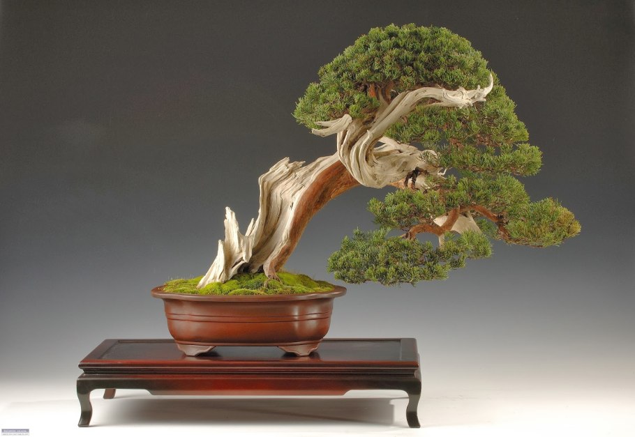 Икебана стиль бонсай