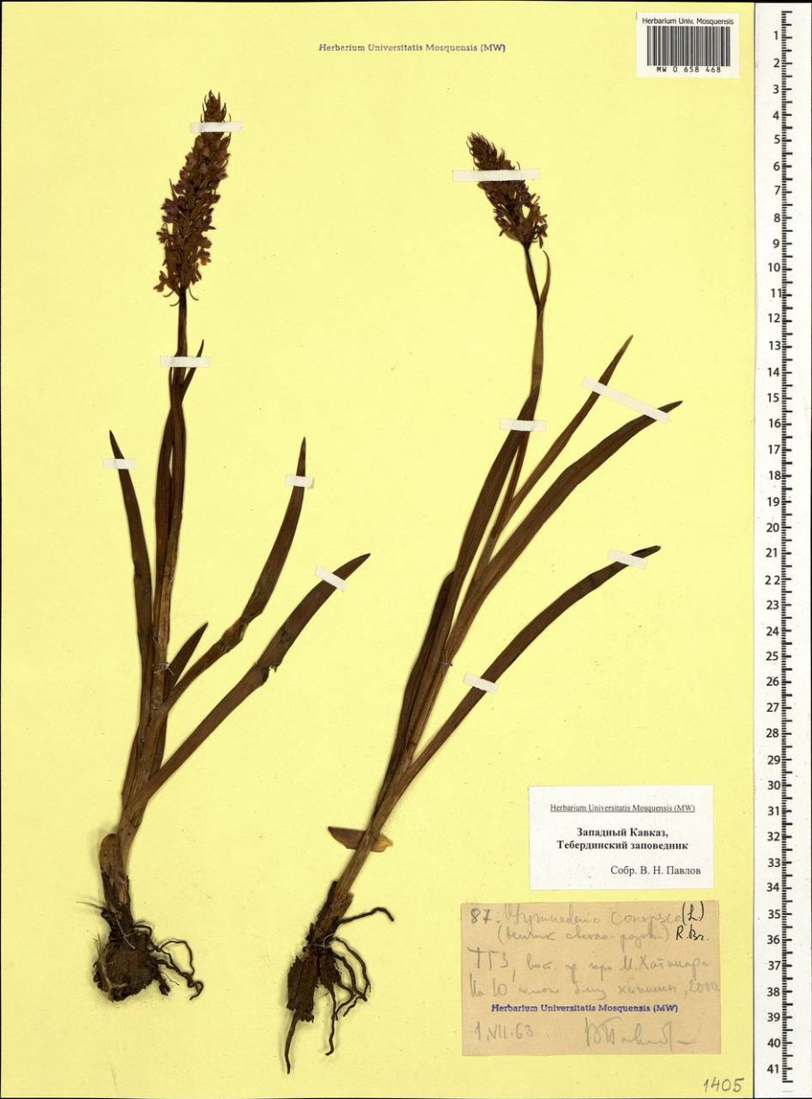 Ятрышник итальянский (Orchis Italica)