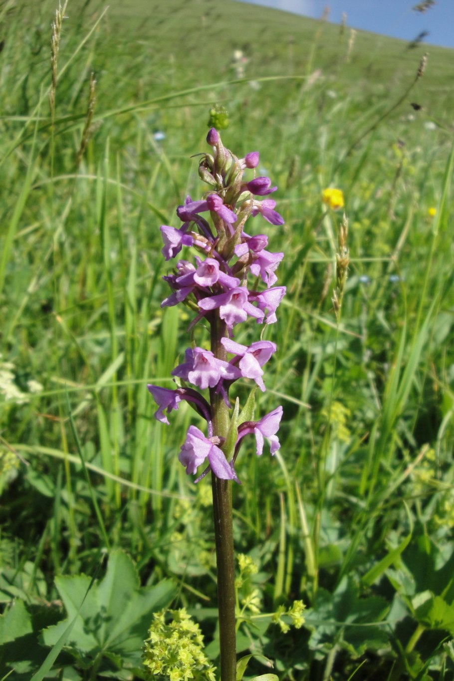Gymnadenia conopsea Ботанический рисунок