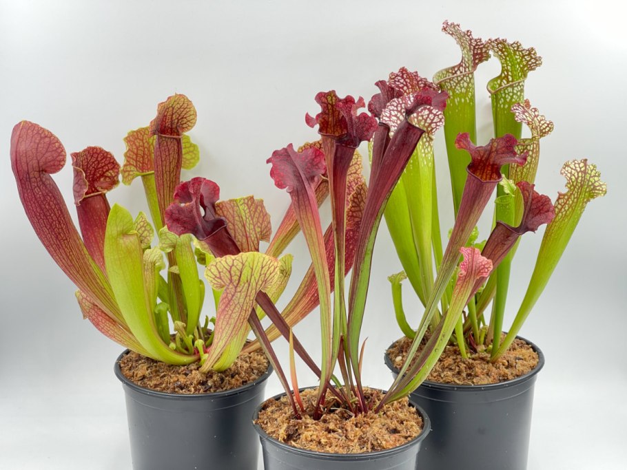 Саррацения Лейкофилла Sarracenia leucophylla