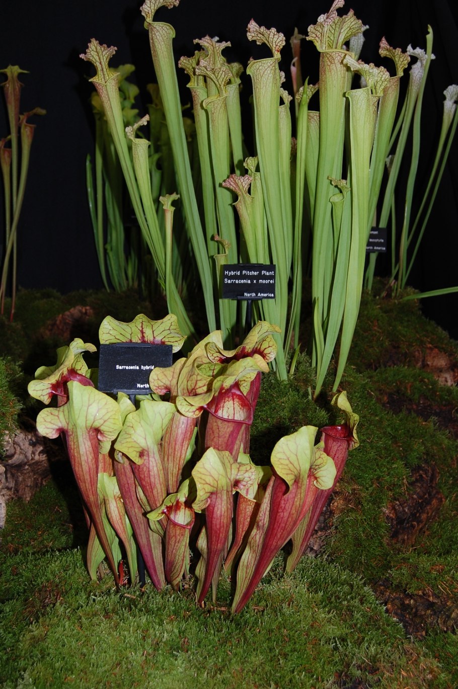 Саррацения пурпурная Веноза