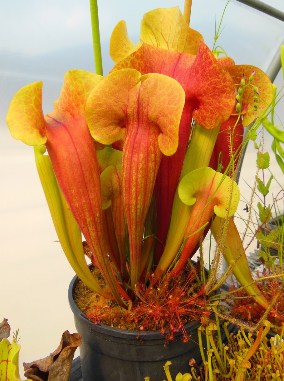 Саррацения Maroon