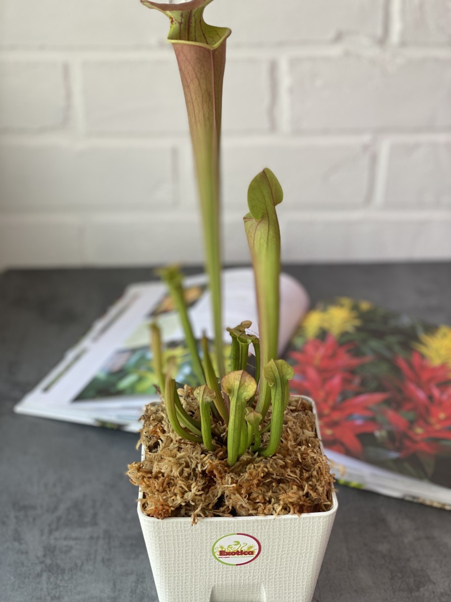 Pleurothallis Sarracenia
