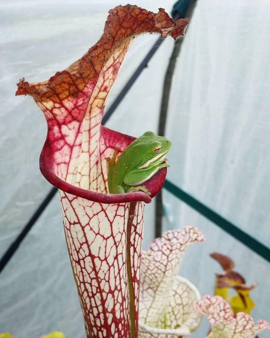 Укоренение саррацении