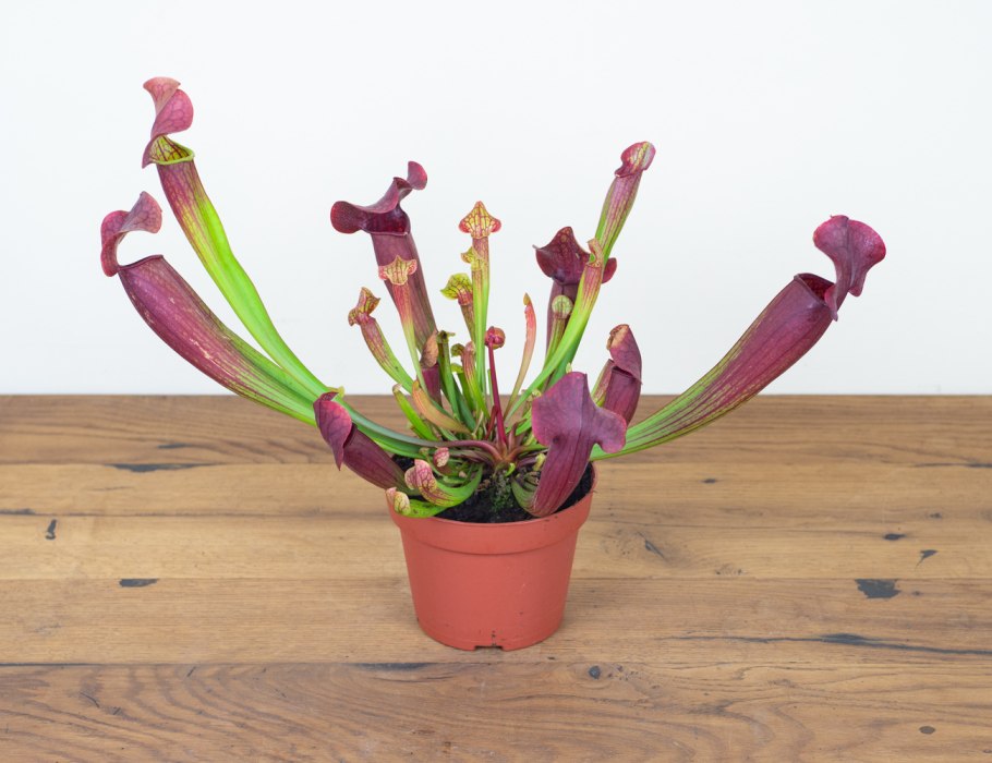 Хищные растения саррацения