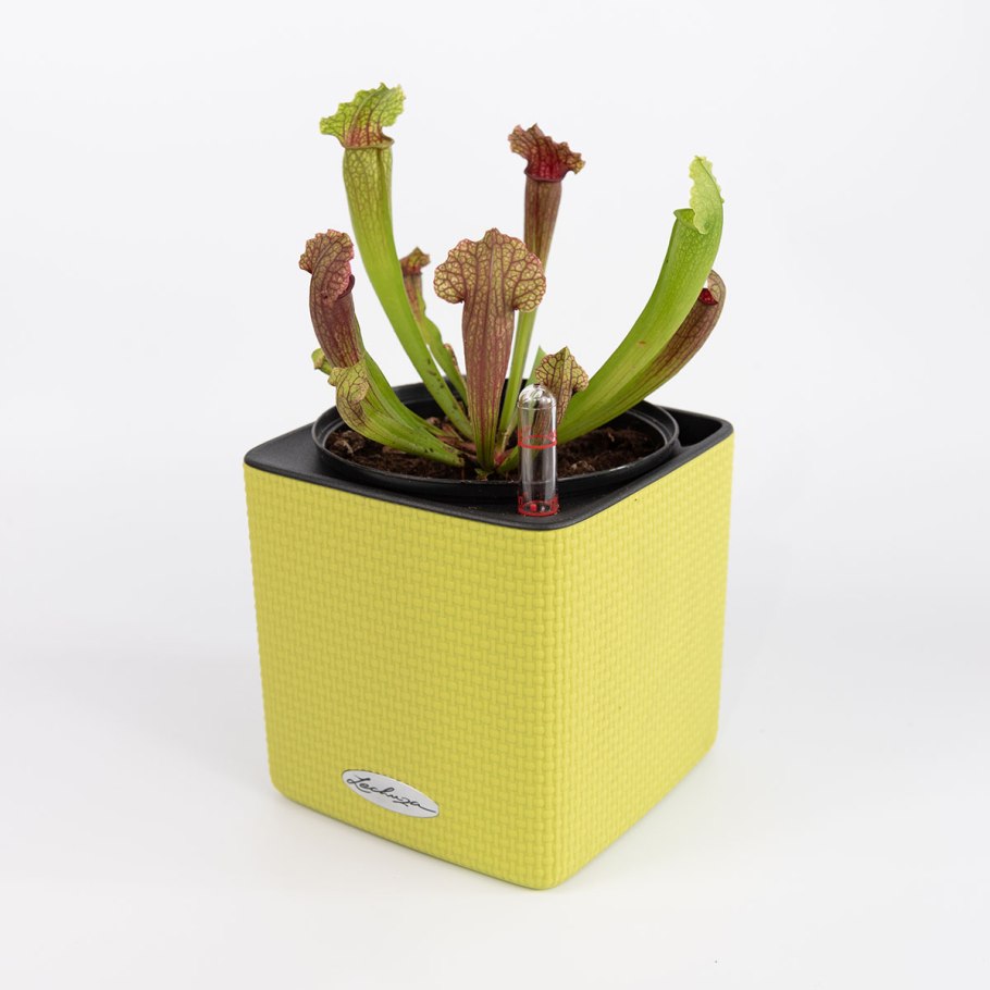 Sarracenia stevensii