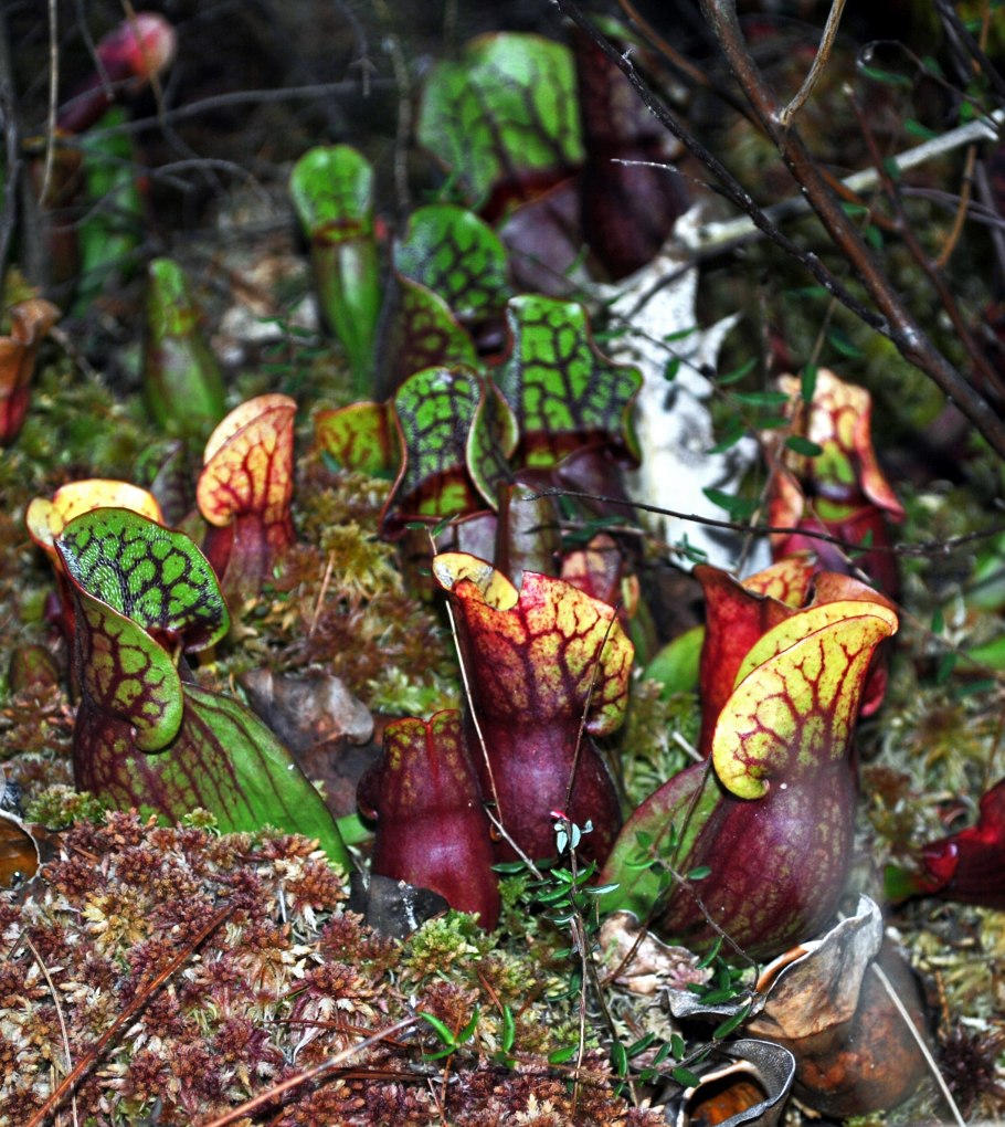 Грунт для саррацении