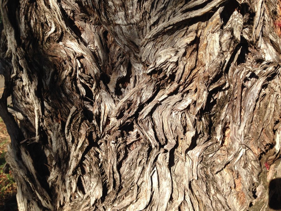 Фон текстура кора дерева