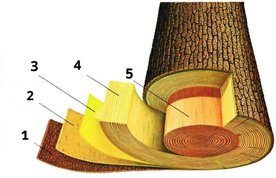 Древесная Кобра