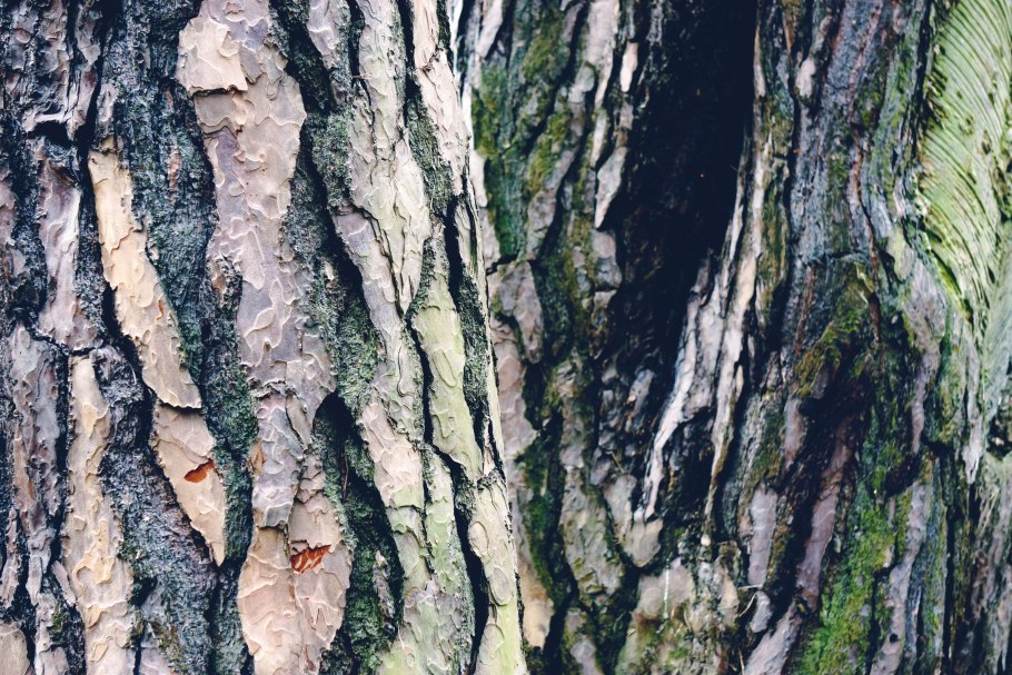 Рисуем кору дерева