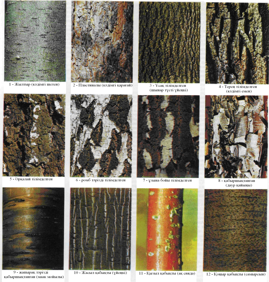 Текстура коры яблони