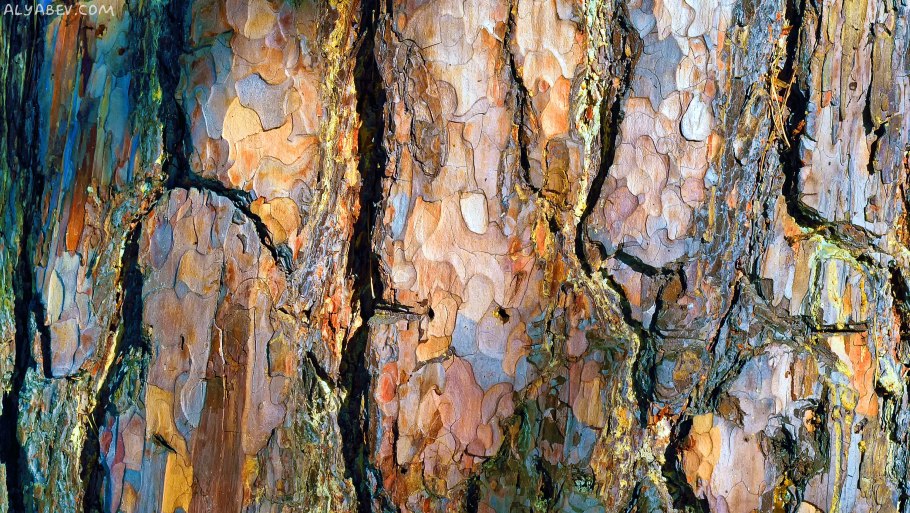 Текстура древесной коры берёза
