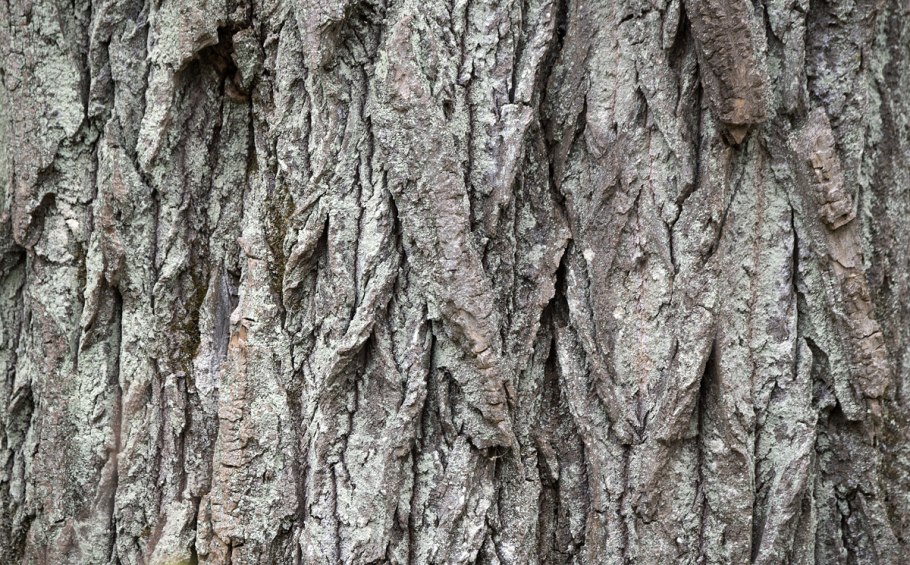 Bark формы