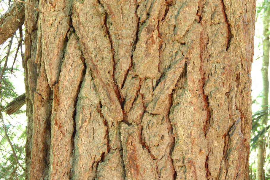 Дуба кора Ангро