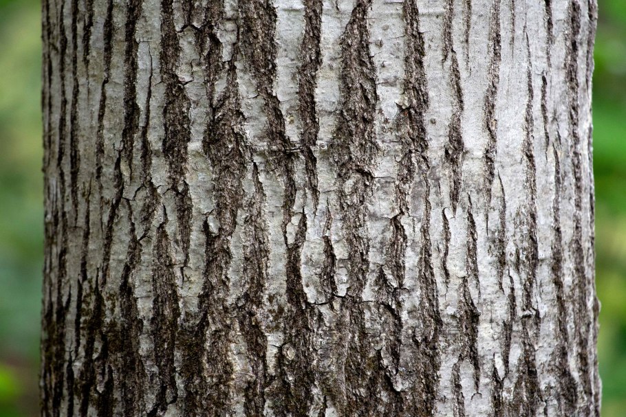 Кора дерева на белом фоне