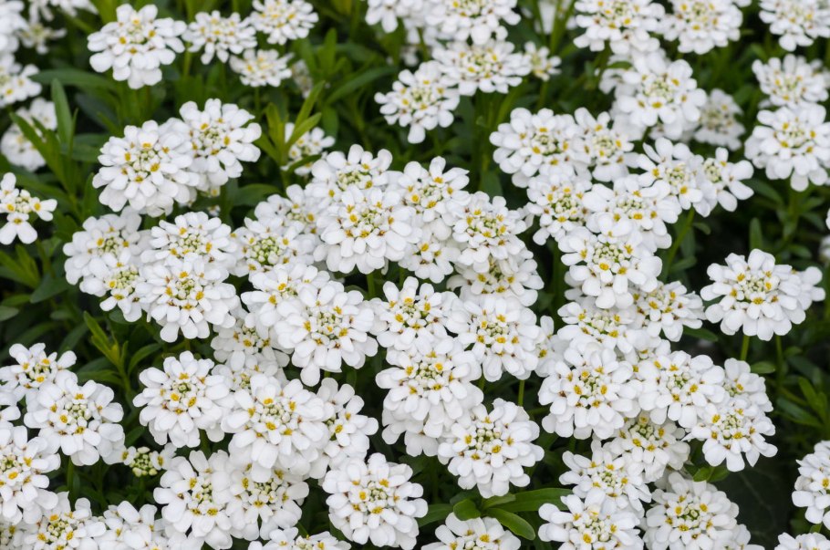 Растения красной книги Челябинской области