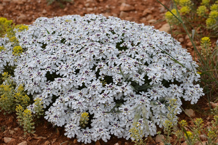 Карточка с изображением иберис