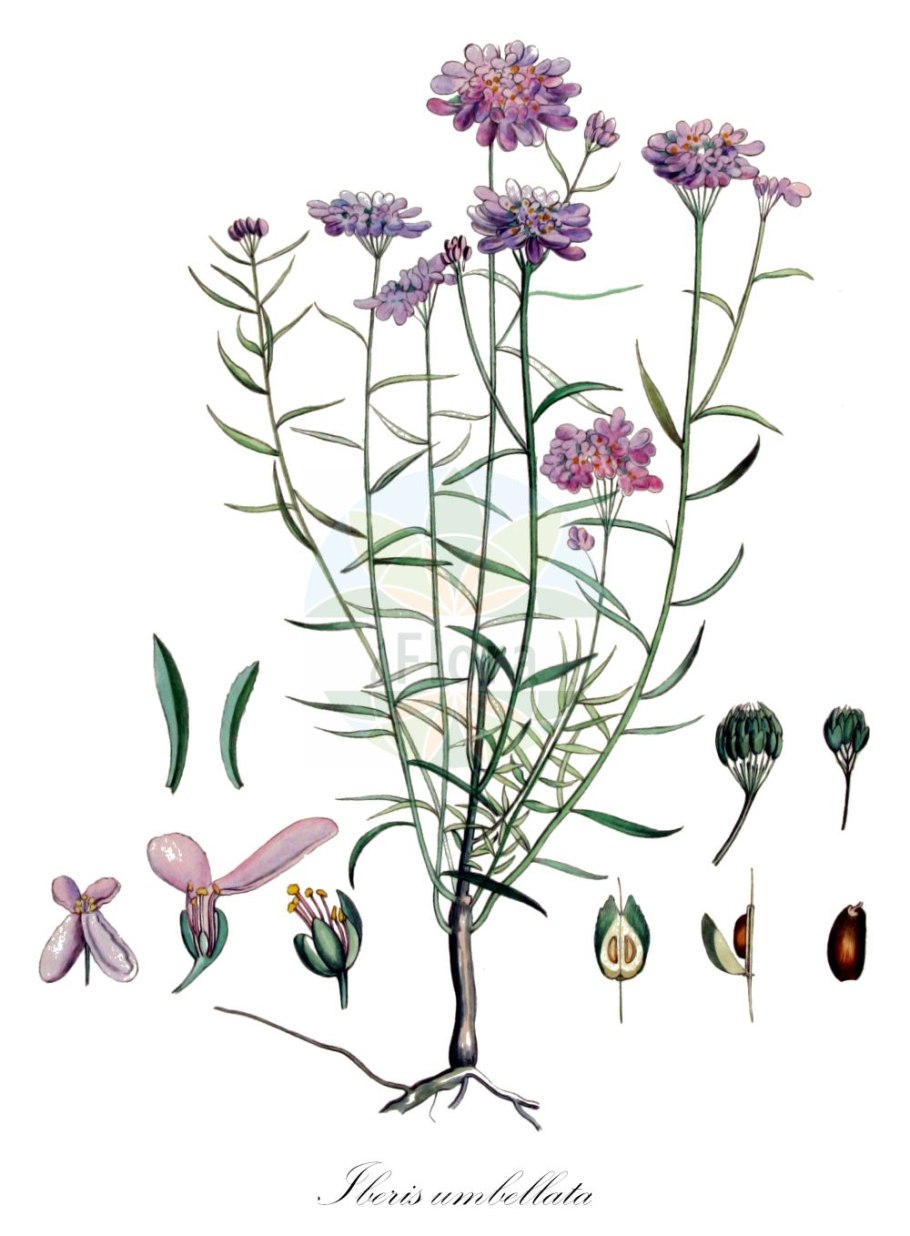 Иберис Крымский