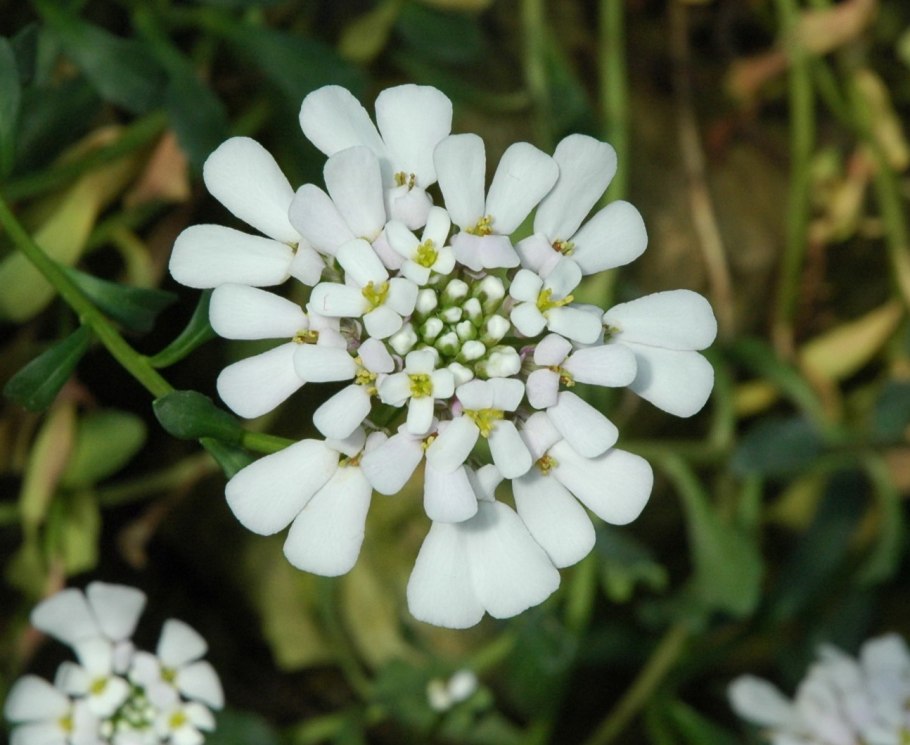 Красная книга рисунок