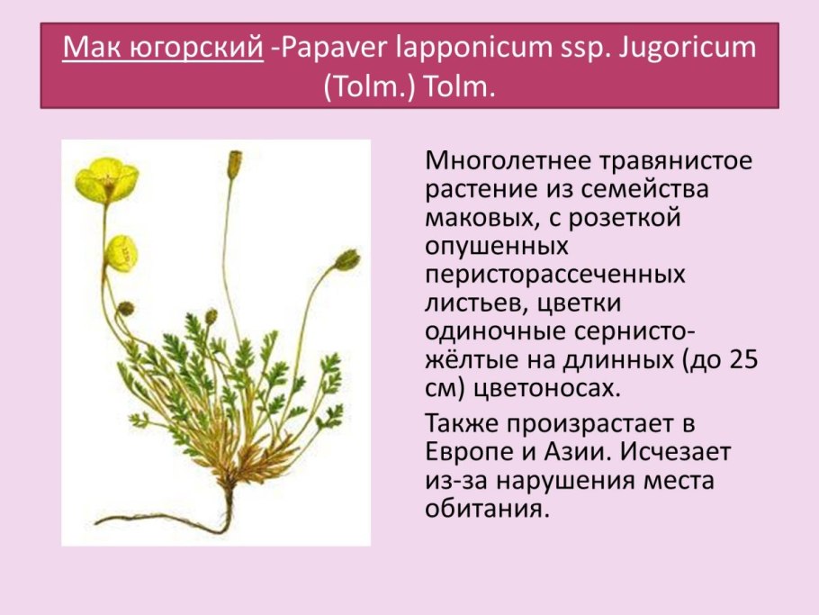 Pedicularis dasystachys Schrenk - Мытник мохнатоколосый