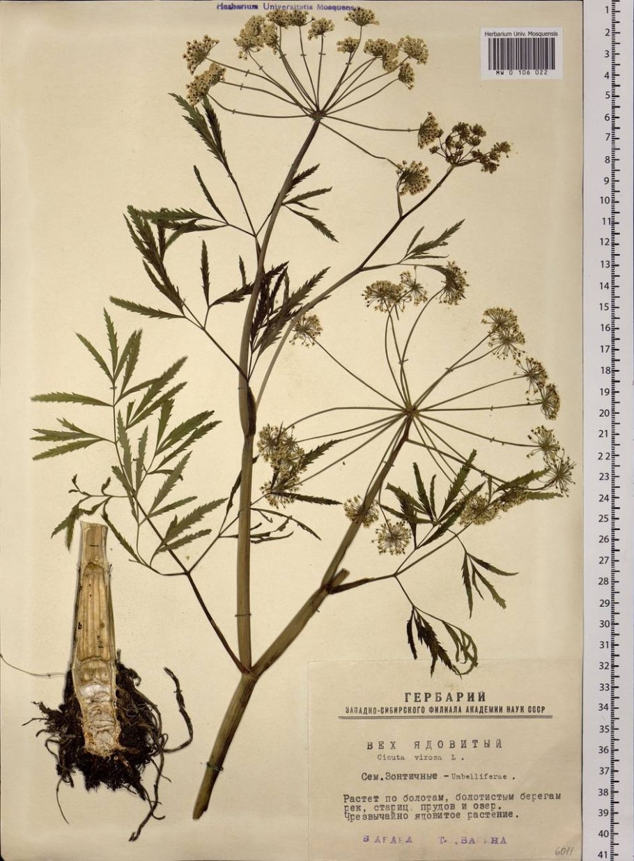 Пижма обыкновенная красная книга