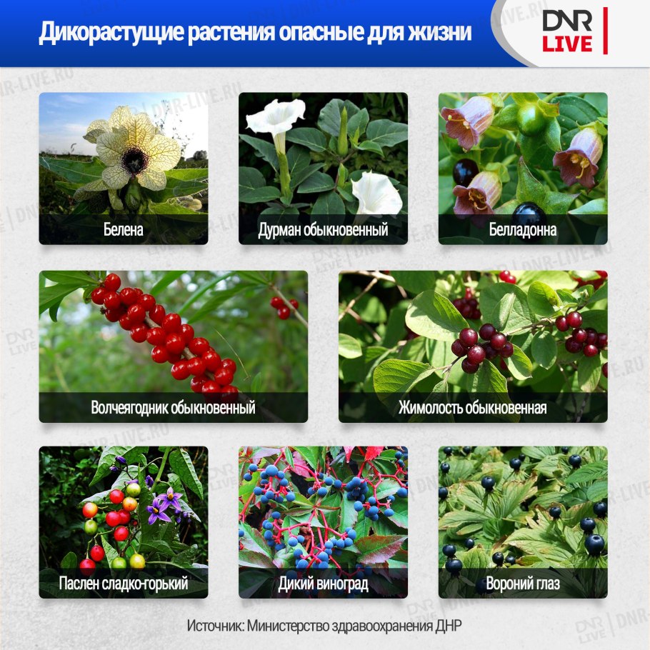 Паспорт ядовитого растения борщевик