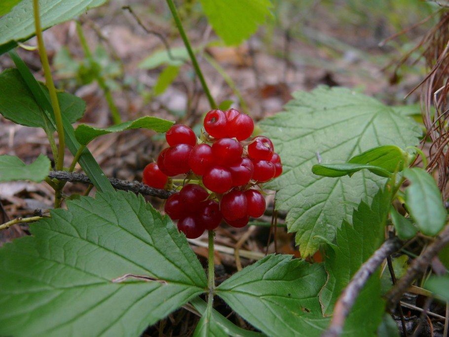 Опасные растения России