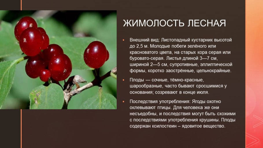 Вороний глаз ягода ядовитая