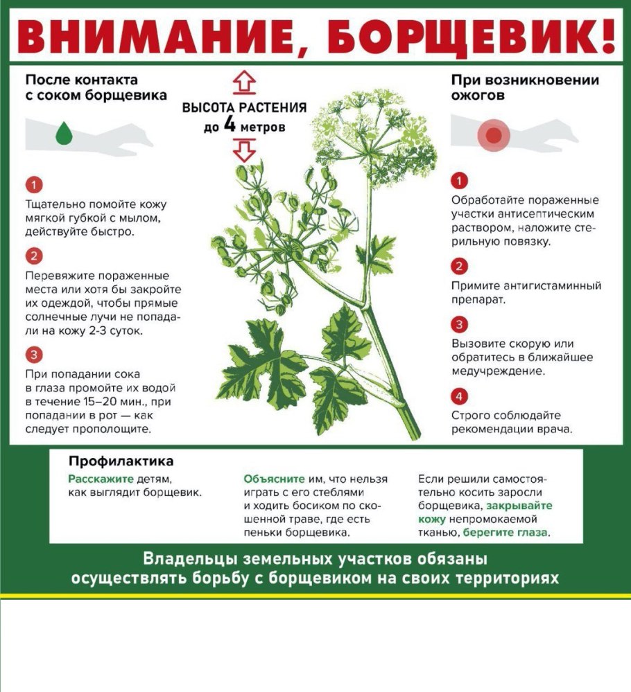 Ядовитые растения