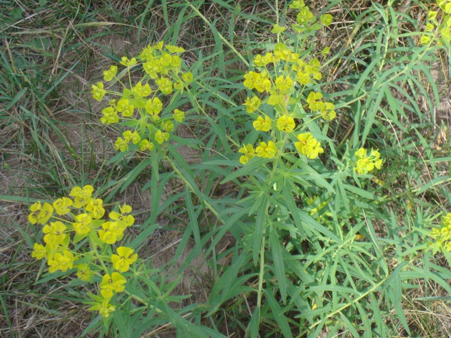 Борщевик ядовитые части