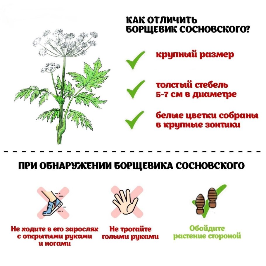 Ядовитые комнатные растения