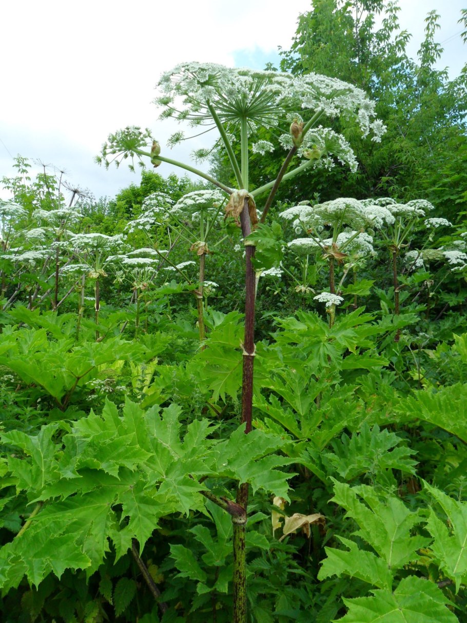 Растения тайги брусника