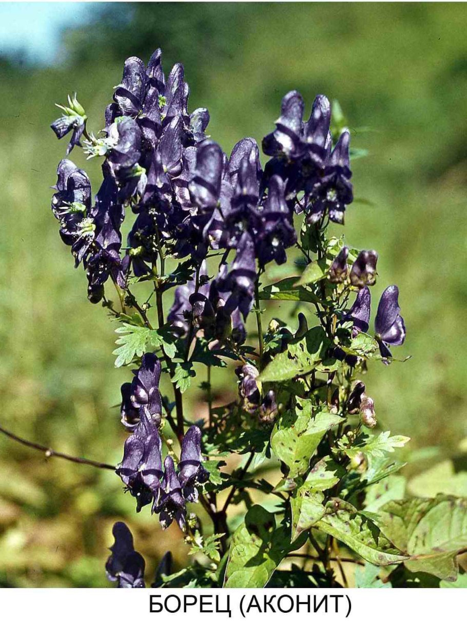 Борщевик ядовитый