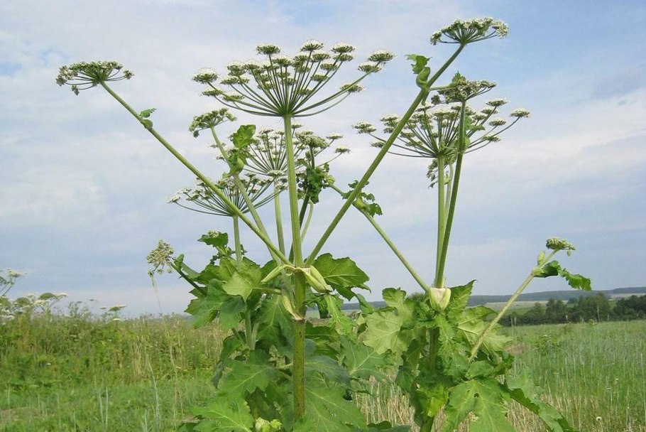 Аконит клобучковый корни